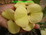 Euphorbia Milii MEGA YELLOW Crown of Thorns Corona de Cristo Poysean Super Giant Bloom