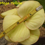 Euphorbia Milii MEGA YELLOW Crown of Thorns Corona de Cristo Poysean Super Giant Bloom