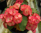Euphorbia Milii BANG RAK Crown of Thorns Corona de Cristo Poysean Succulents Tropicals