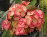 Euphorbia Milii BANG RAK Crown of Thorns Corona de Cristo Poysean Succulents Tropicals