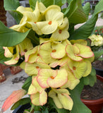 Euphorbia Milii MEGA YELLOW Crown of Thorns Corona de Cristo Poysean Super Giant Bloom