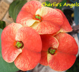 Euphorbia Milii CHARLIE'S ANGELS Crown of Thorns Coronas de Cristo Cactus/Succulents