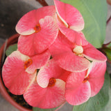 Euphorbia Milii CHARLIE'S ANGELS Crown of Thorns Coronas de Cristo Cactus/Succulents