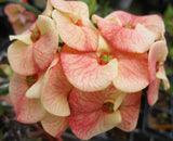Euphorbia Milii CHARLIE'S ANGELS Crown of Thorns Coronas de Cristo Cactus/Succulents