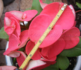 Euphorbia Milii CHOMPO SETHEE Super Giant Crown of Thorns Corona de Cristo