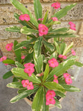 Crown of Thorns Euphorbia Milii Variegated PINK CHARM Corona de Cristo
