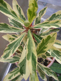 CROWN OF THORNS Euphorbia Milii Corona de Cristo Variegated 'Red Fertile' Cactus Succulents