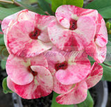 Euphorbia Milii MIDORI Crown of Thorns Corona De Cristo Poysean Thai Hybrid