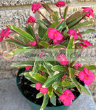 Crown of Thorns Euphorbia Milii Variegated PINK CHARM Corona de Cristo