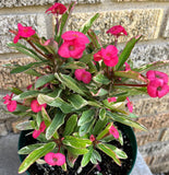 Crown of Thorns Euphorbia Milii Variegated PINK CHARM Corona de Cristo
