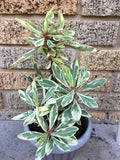 CROWN OF THORNS Euphorbia Milii Corona de Cristo Variegated 'Red Fertile' Cactus Succulents