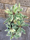 CROWN OF THORNS Euphorbia Milii Corona de Cristo Variegated 'Red Fertile' Cactus Succulents