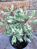 CROWN OF THORNS Euphorbia Milii Corona de Cristo Variegated 'Red Fertile' Cactus Succulents