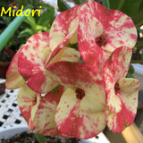 Euphorbia Milii MIDORI Crown of Thorns Corona De Cristo Poysean Thai Hybrid