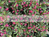 Crown of Thorns Euphorbia Milii Variegated PINK CHARM Corona de Cristo