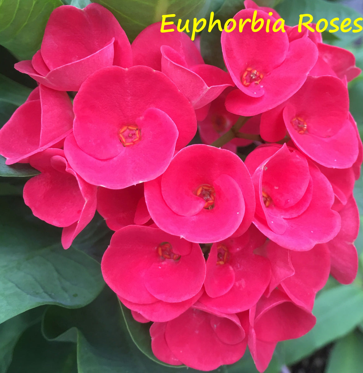 Crown of Thorns 'Crimson Splash' (Euphorbia milii hybrid)