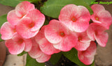 Euphorbia Milii Siam Beauty Crown of Thorns – Starter Cutting