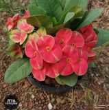 Euphorbia Milii TOP MILLIONAIRE (Yod Sethee) Crown of Thorns Corona de Cristo