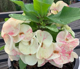 Euphorbia Milii SETHEE CHIANG MAI Crown Of Thorns  Corona de Cristo Cactus Succulents