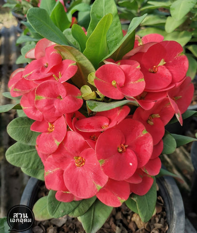 Euphorbia Milii TOP MILLIONAIRE (Yod Sethee) Crown of Thorns Corona de Cristo