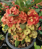 Euphorbia Milii ING CHAN Crown Of Thorns Corona de Cristo Rare