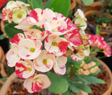 Euphorbia Milii KANOKLAI Crown of Thorns Corona De Cristo