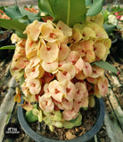 Euphorbia Milii ING CHAN Crown Of Thorns Corona de Cristo Rare