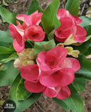 Euphorbia Milii SWEETHEART Crown of Thorns Corona de Cristo Live Plant
