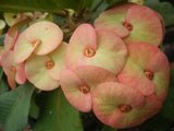 Euphorbia Milii ORANGE GIULIA Crown of Thorns Corona De Cristo Rare Poysean