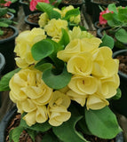 Euphorbia Milii GOLDEN GOBLET Corona de Cristo Crown Of Thorns Cactus/Succulent