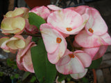 Euphorbia Milii BLACK DIAMOND Crown of Thorns Corona de Cristo