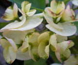 Euphorbia Milii LUCKY JADE Crown of Thorns Corona de Cristo Cactus/Succulents