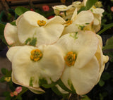 Euphorbia Milii LUCKY JADE Crown of Thorns Corona de Cristo Cactus/Succulents