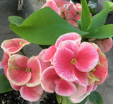 Euphorbia Milii BLESSING Crown Of Thorns  Corona de Cristo Cactus Succulents Tropicals