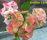 Euphorbia Milii ENDLESS LOVE Crown of Thorns Corona de Cristo Thai Hybrid