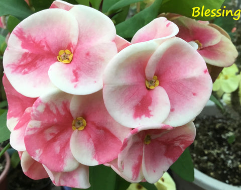 Euphorbia Milii BLESSING Crown Of Thorns  Corona de Cristo Cactus Succulents Tropicals
