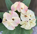 Euphorbia Milii TWILIGHT WONDER Crown Of Thorns Thai Hybrid Corona de Cristo