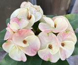 Euphorbia Milii TWILIGHT WONDER Crown Of Thorns Thai Hybrid Corona de Cristo