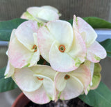 Euphorbia Milii TWILIGHT WONDER Crown Of Thorns Thai Hybrid Corona de Cristo