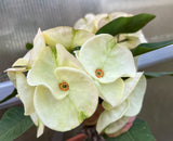 Euphorbia Milii TWILIGHT WONDER Crown Of Thorns Thai Hybrid Corona de Cristo