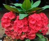 Euphorbia Milii LUCK SAP Crown of Thorns Corona De Cristo Rare Plant