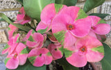 Euhorbia Milii Crown Of Thorns "Pink Emerald Flamingo" Corona de Cristo Large blooming Variety
