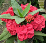 Euphorbia Milii LUCK SAP Crown of Thorns Corona De Cristo Rare Plant