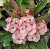 Euphorbia Milii PRECIOUS RUBY (Tub Tim Chan) Crown of Thorns Thai Hybrid