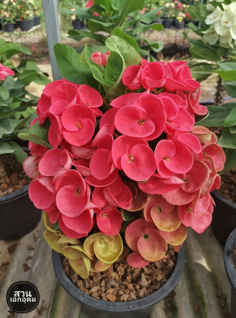 corona succulents Euphorbia Milii GREAT LOVE Crown of Thorns Corona de Cristo Succulent – Euphorbia Milii Garden (Crown Of Thorns)