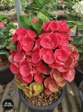 Euphorbia Milii GREAT LOVE Crown of Thorns Corona de Cristo Succulent