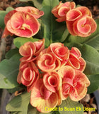Euphorbia Milii CHAM CHAN Crown of Thorns Corona de Cristo
