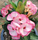 Euphorbia Milii PRECIOUS RUBY (Tub Tim Chan) Crown of Thorns Thai Hybrid