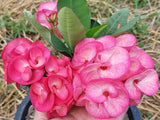 Euphorbia Milii PRECIOUS RUBY (Tub Tim Chan) Crown of Thorns Thai Hybrid