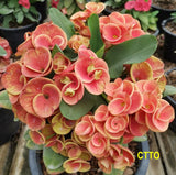 Euphorbia Milii CHAM CHAN Crown of Thorns Corona de Cristo